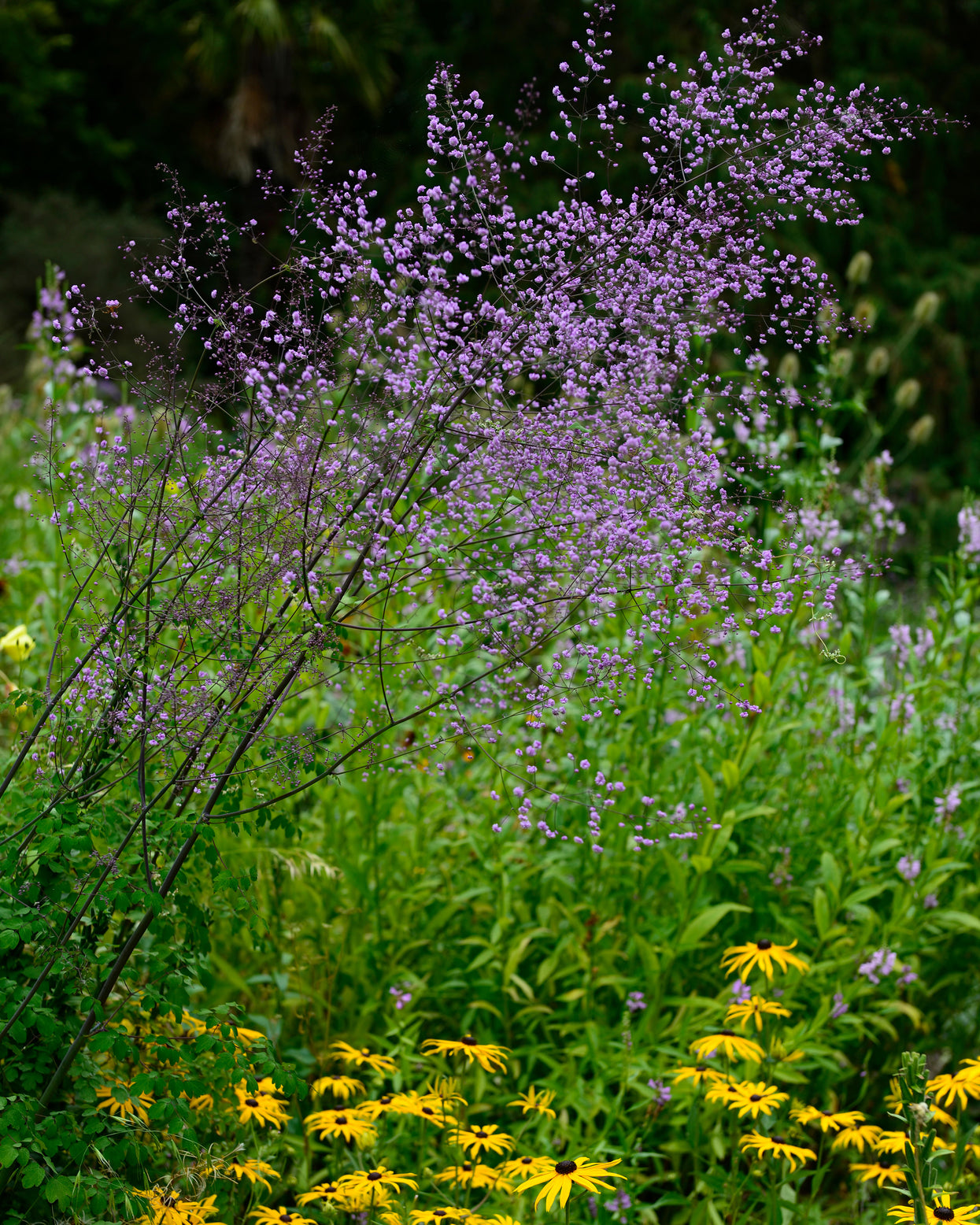 Thalictrum delavayi 'Hewitt's Double' bare roots — Buy double-flowered ...