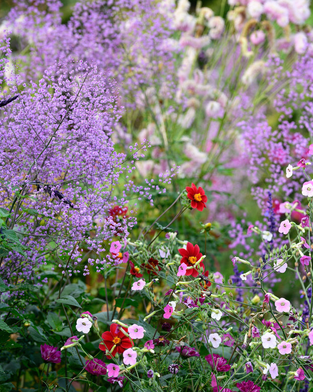 Thalictrum 'Hewitt's Double'