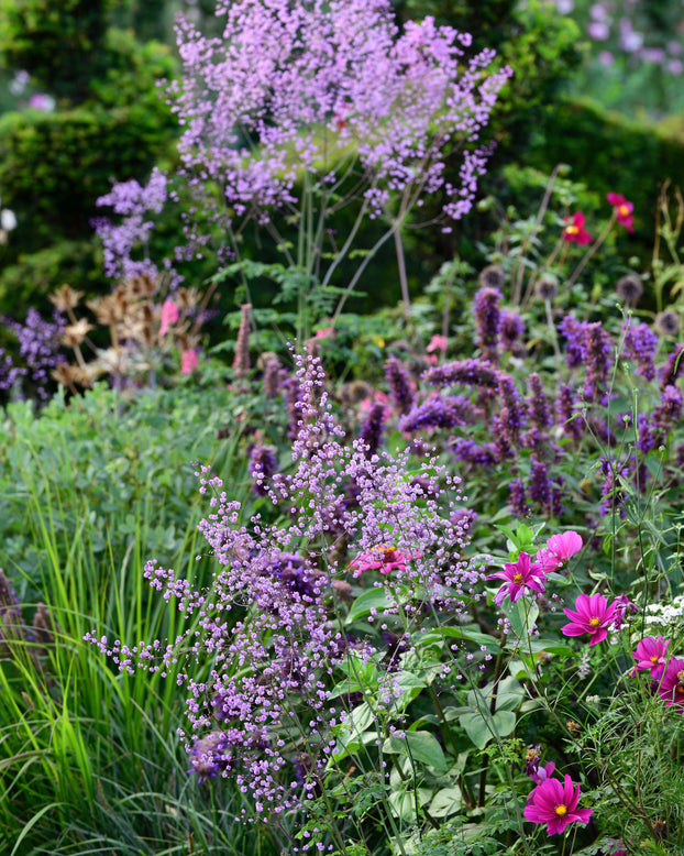 Thalictrum 'Hewitt's Double'