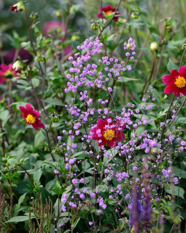 Thalictrum 'Hewitt's Double'