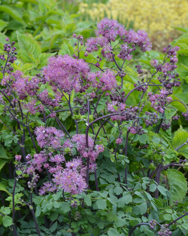 Thalictrum 'My Little Favourite'