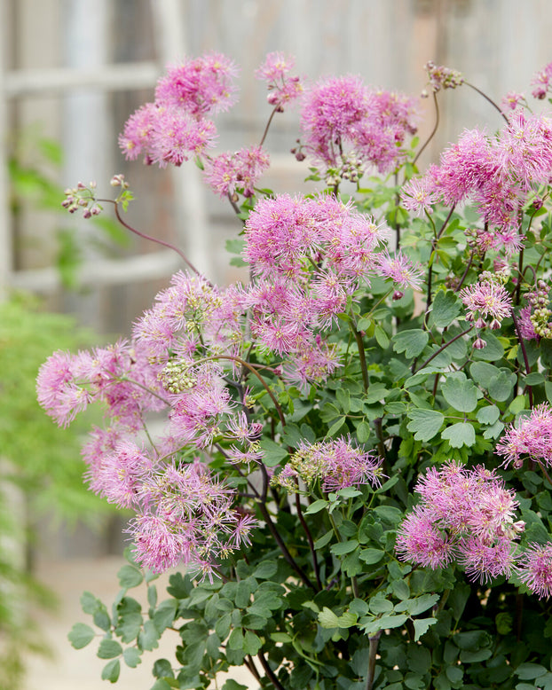 Thalictrum 'My Little Favourite'