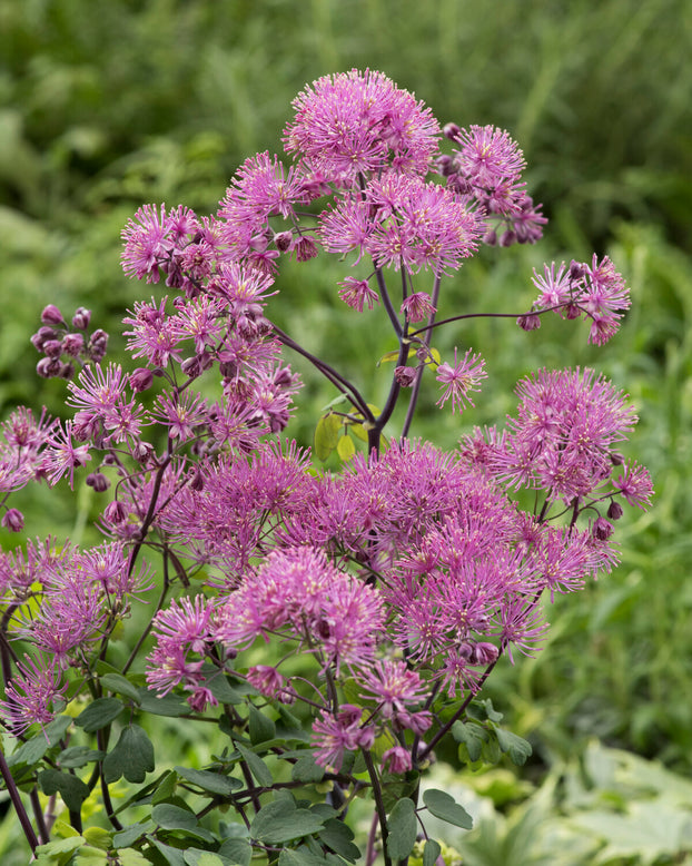 Thalictrum 'My Little Favourite'