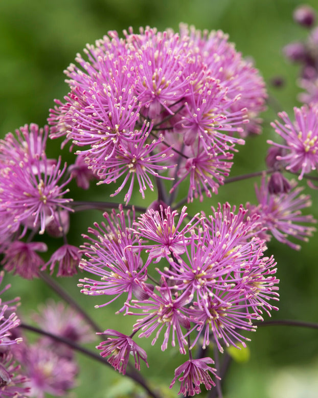 Thalictrum 'My Little Favourite'