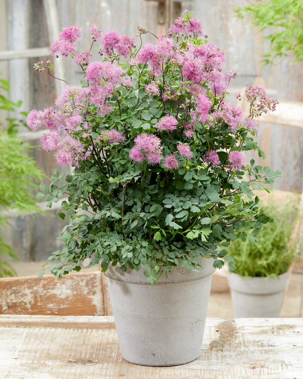 Thalictrum 'My Little Favourite'