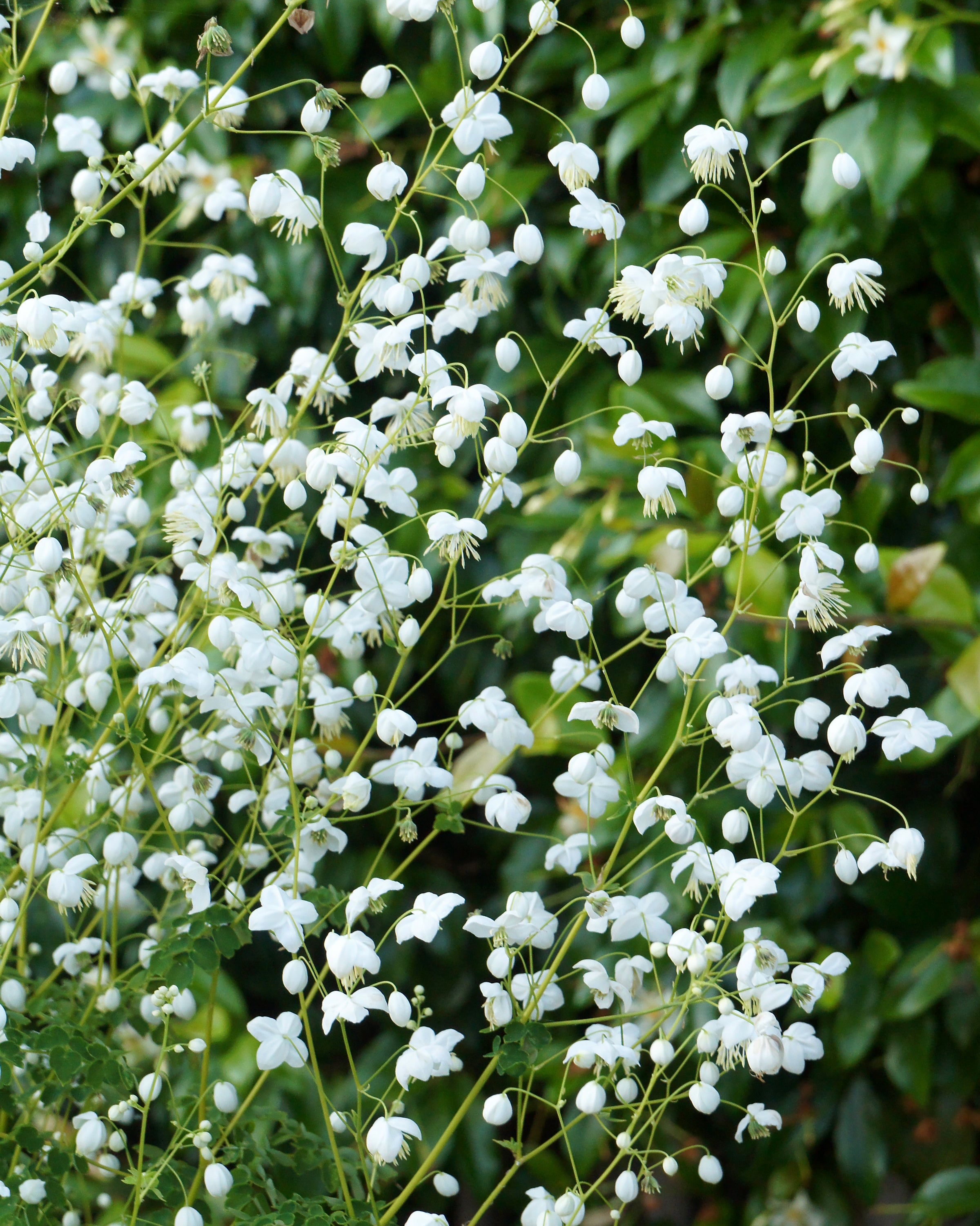 Thalictrum delavayi 'Splendide White' bare roots — Buy white Chinese ...
