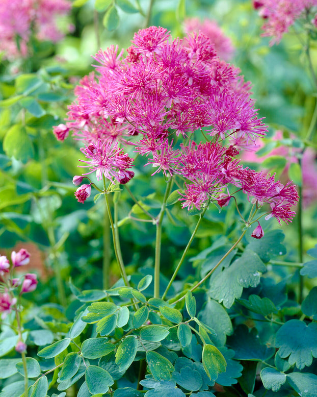 Thalictrum 'Thundercloud'