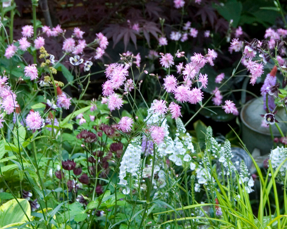 Thalictrum 'Thundercloud'