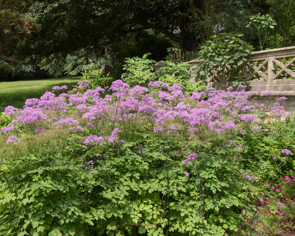 Thalictrum 'Thundercloud'