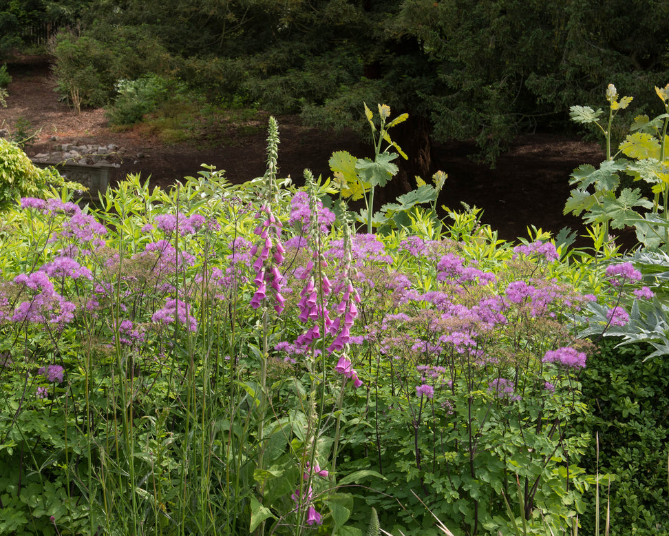 Thalictrum 'Thundercloud'