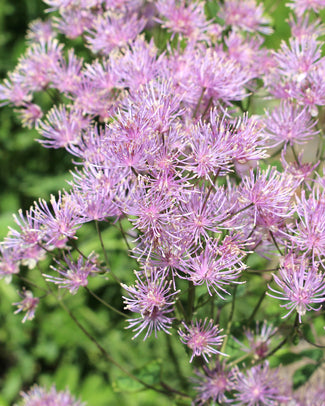 Thalictrum 'Thundercloud'