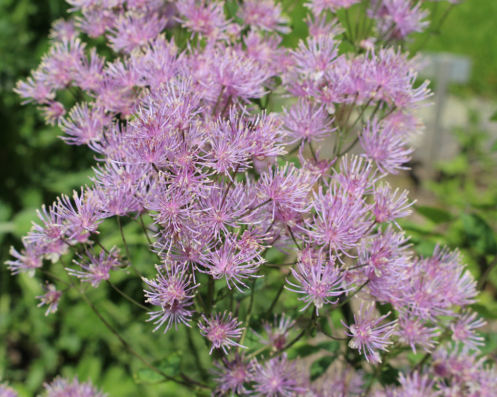 Thalictrum 'Thundercloud'