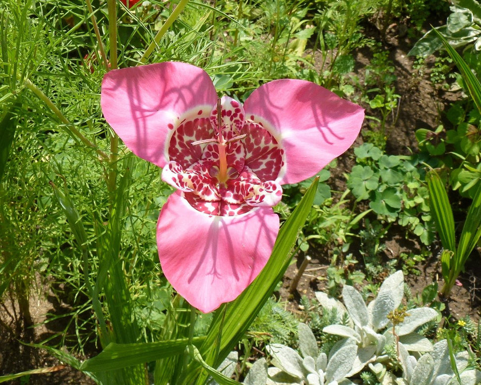 Tigridia pavonia 'Mixed'