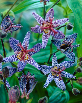 Tricyrtis 'Blue Wonder'