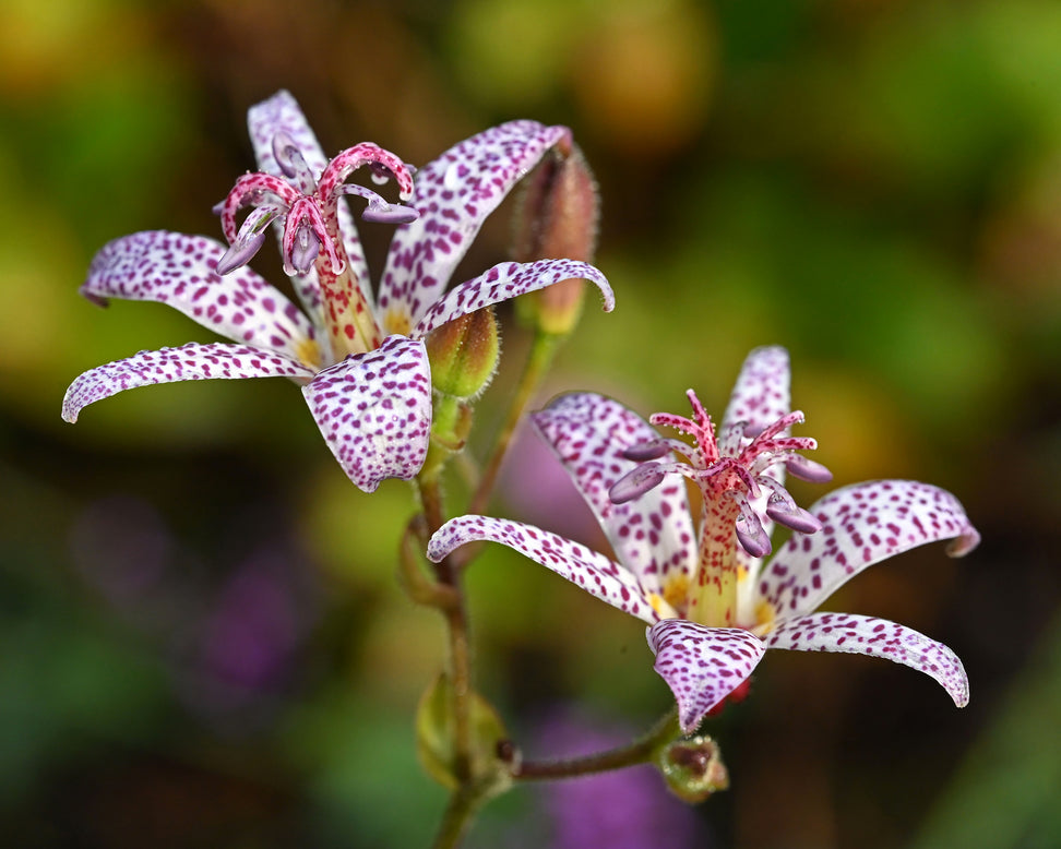 Tricyrtis hirta