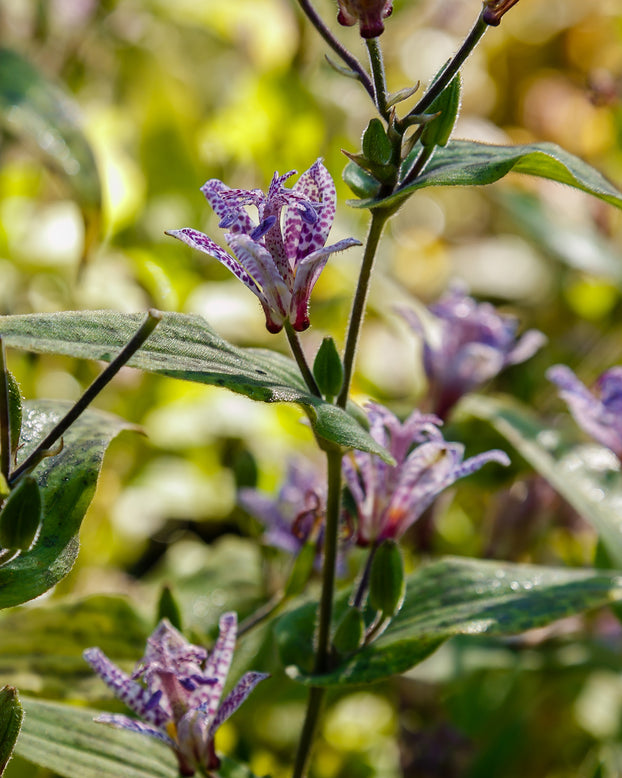 Tricyrtis hirta