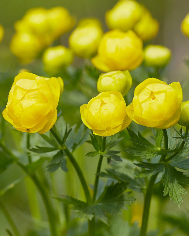 Trollius 'Superbus'