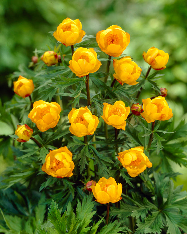 Trollius 'Superbus'