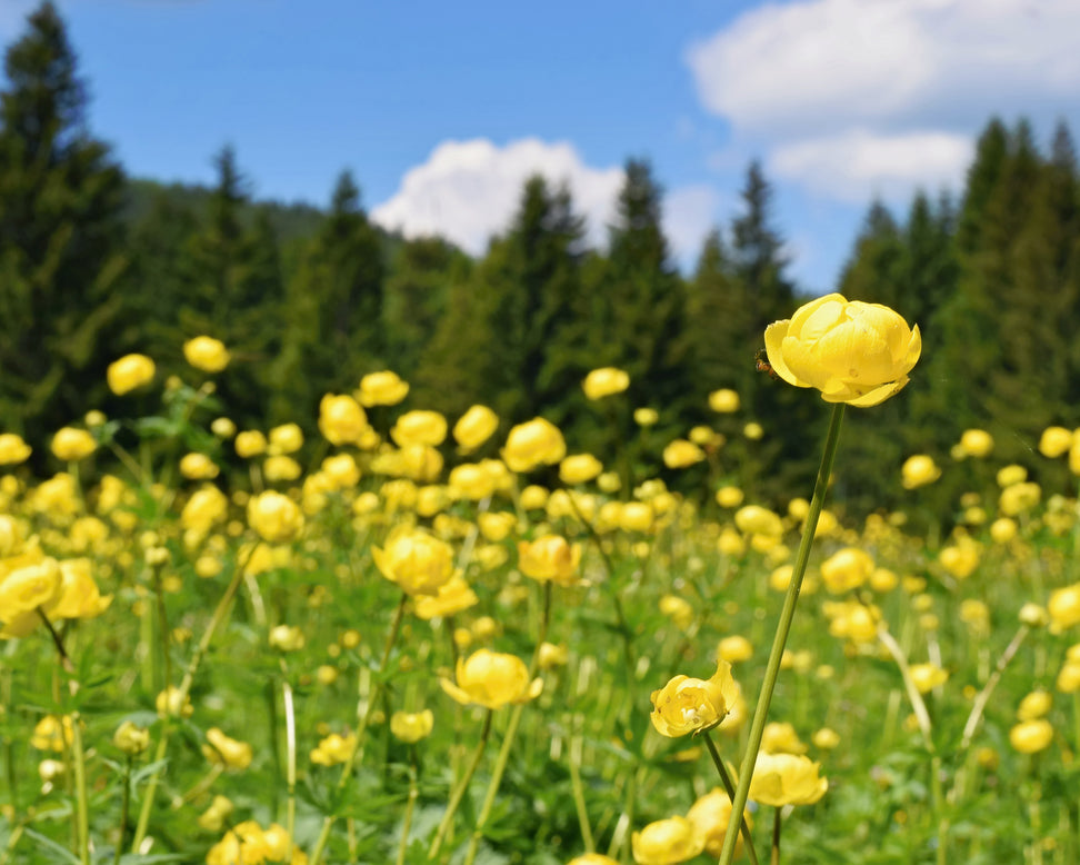 Trollius 'Superbus'