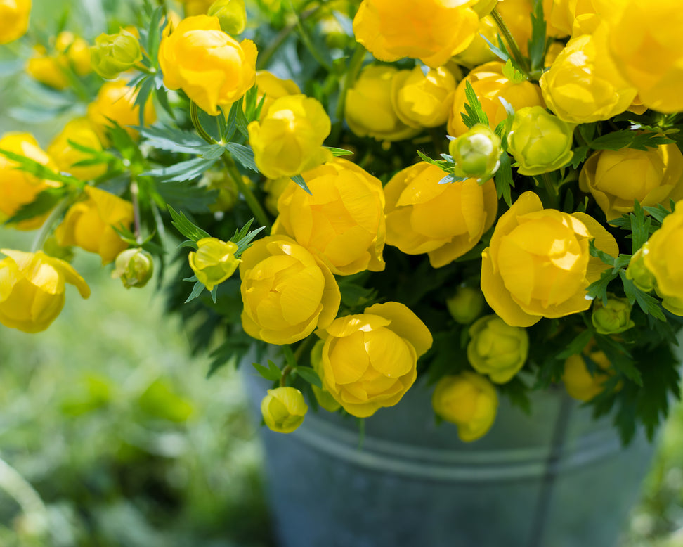 Trollius 'Superbus'