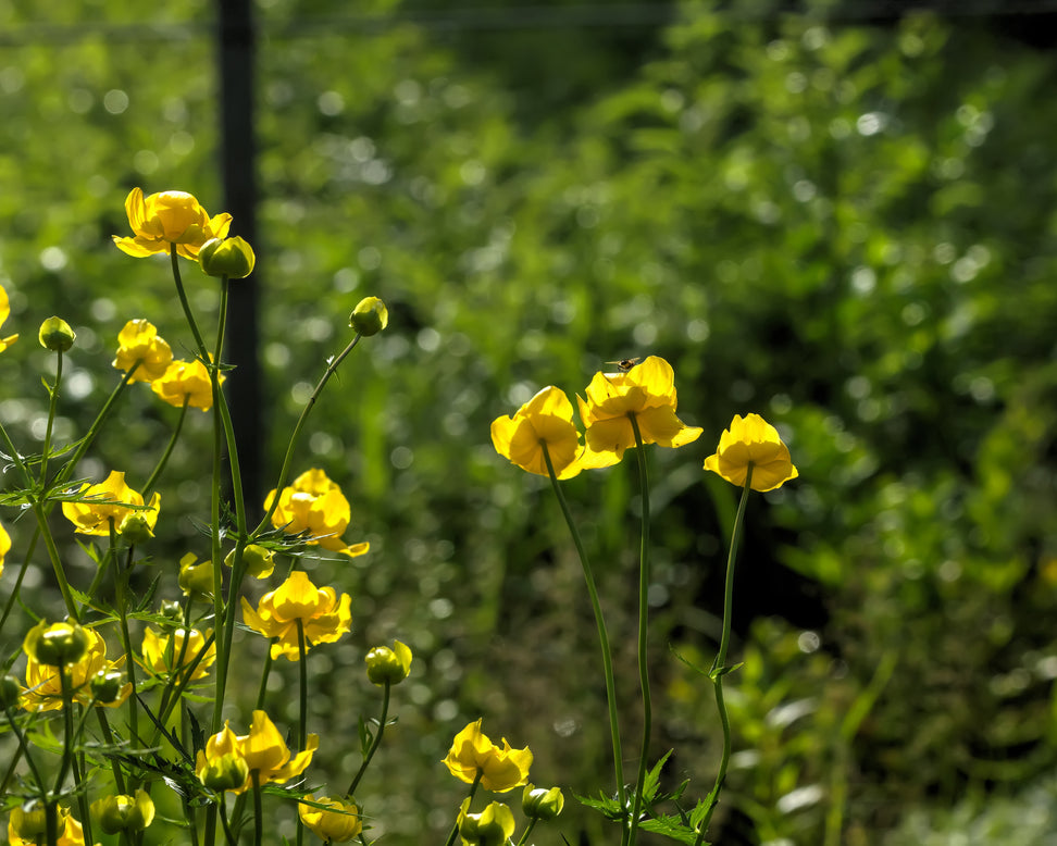 Trollius 'Superbus'