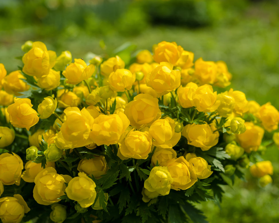 Trollius 'Superbus'