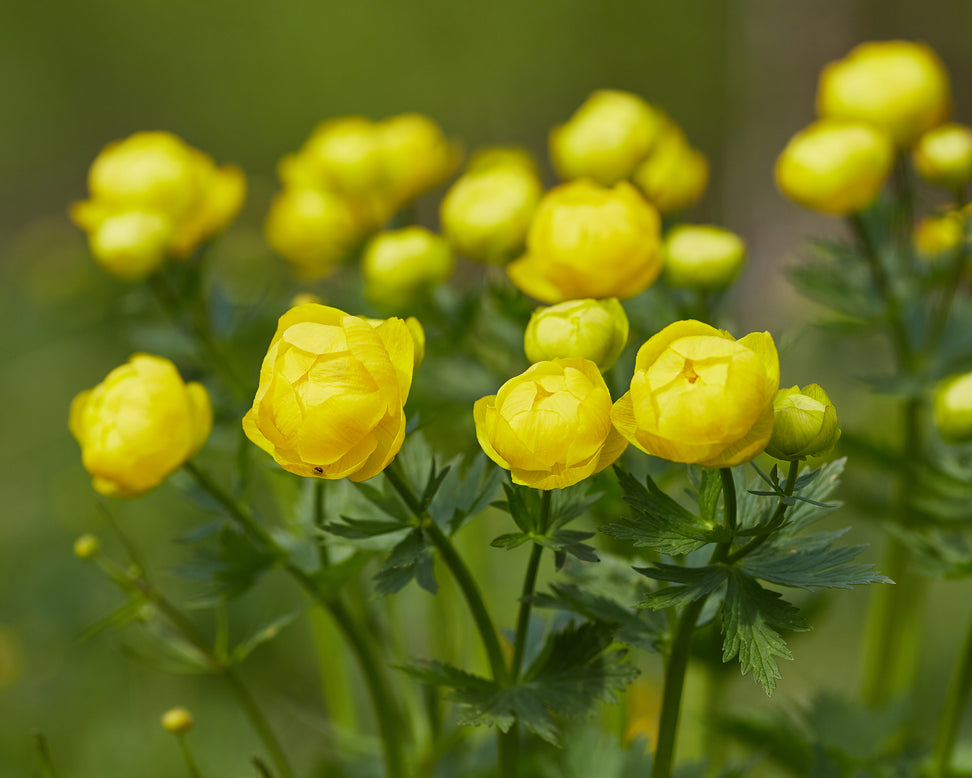 Trollius 'Superbus'