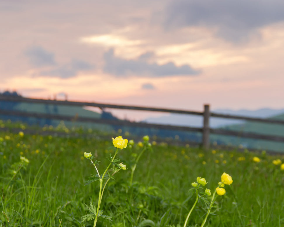 Trollius 'Superbus'