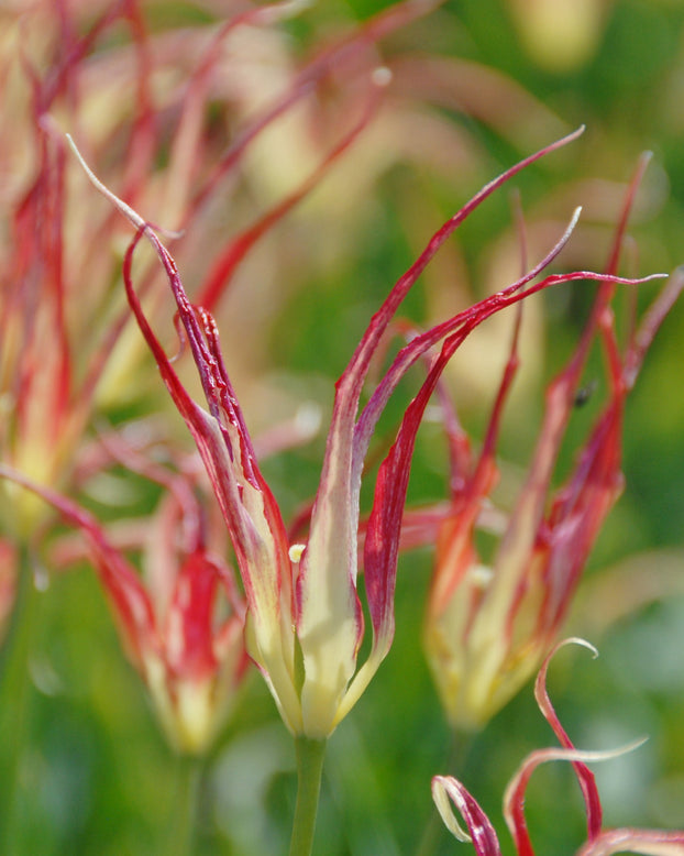 Tulip acuminata