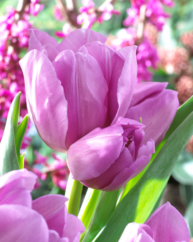 Tulip 'Alibi'