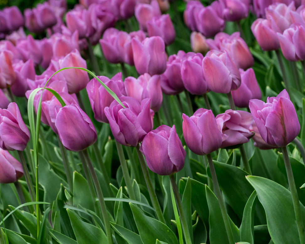 Tulip 'Alibi'