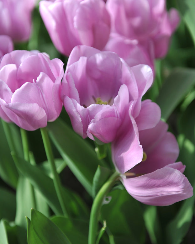 Tulip 'Alibi'
