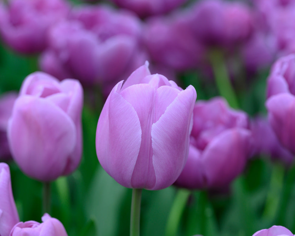 Tulip 'Alibi'