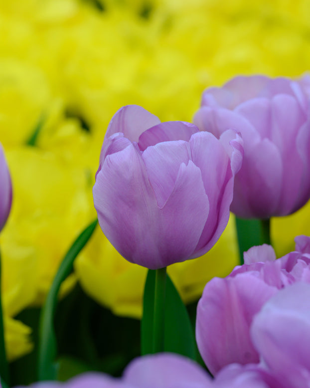 Tulip 'Alibi'
