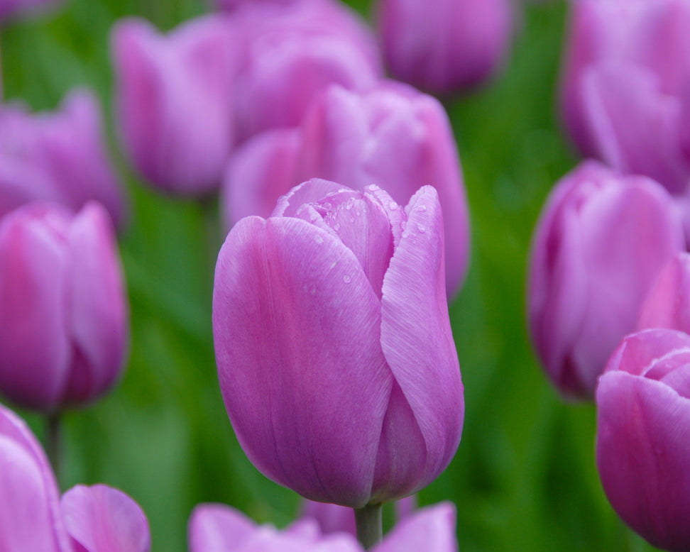 Tulip 'Alibi'