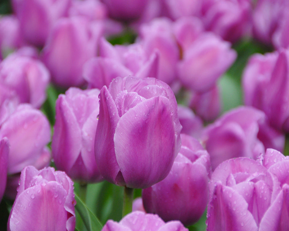 Tulip 'Alibi'