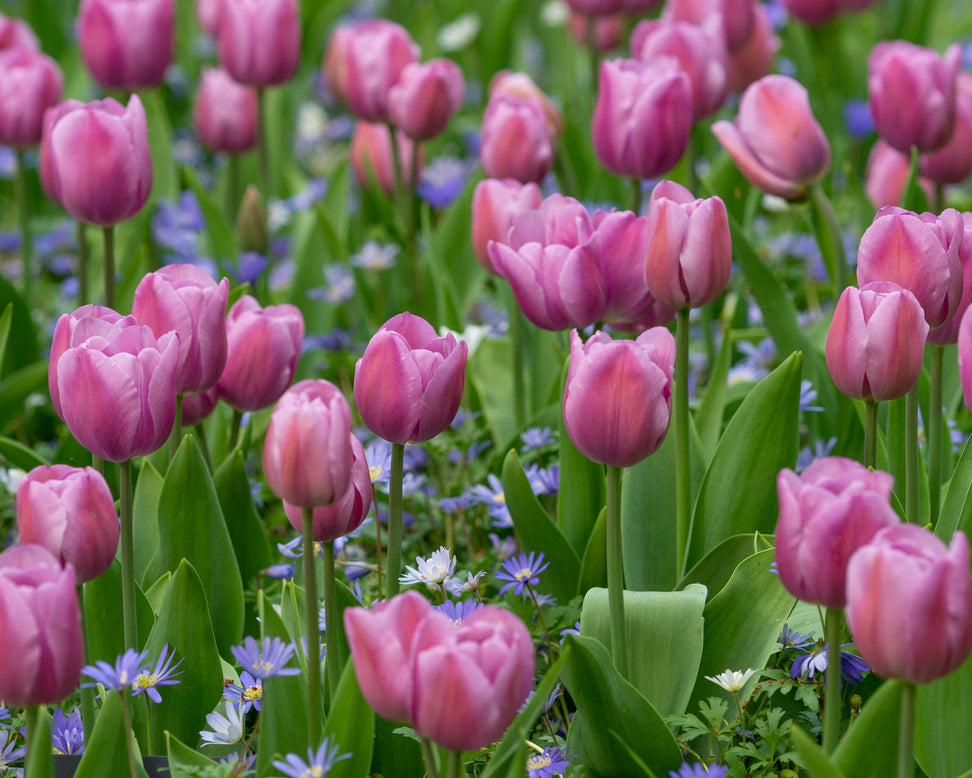 Tulip 'Alibi'