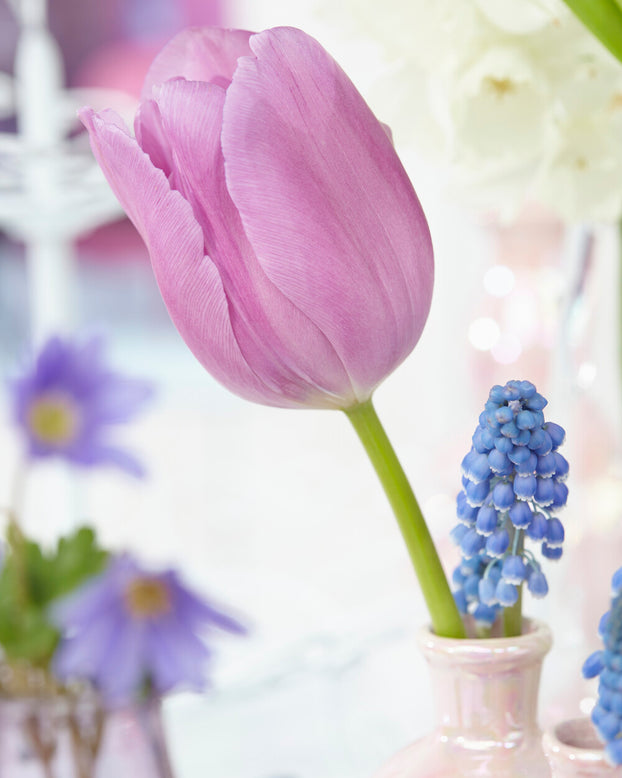 Tulip 'Alibi'
