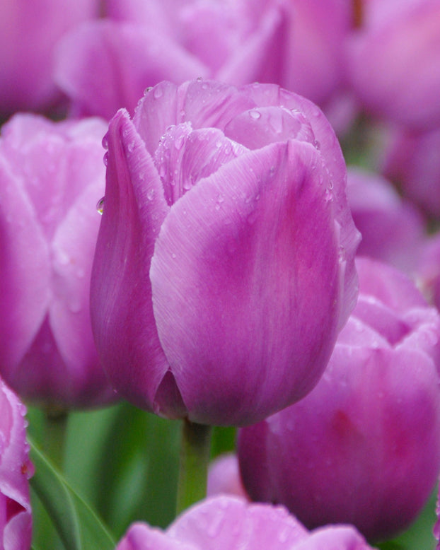 Tulip 'Alibi'