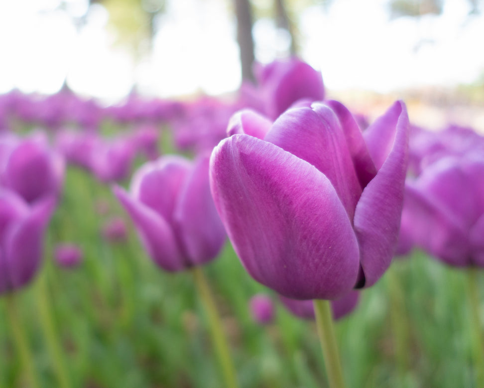 Tulip 'Alibi'