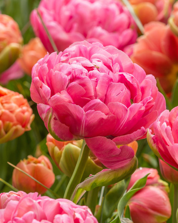 Tulip 'Amazing Grace'