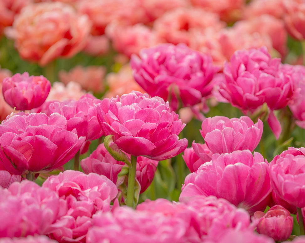 Tulip 'Amazing Grace'
