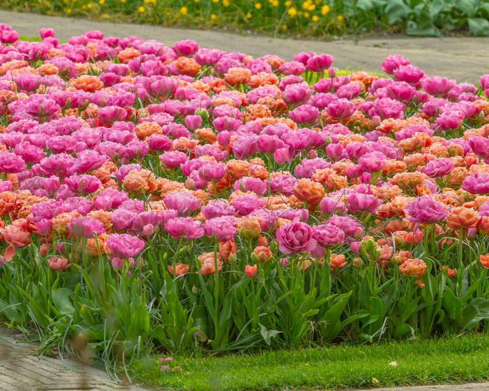 Tulip 'Amazing Grace'