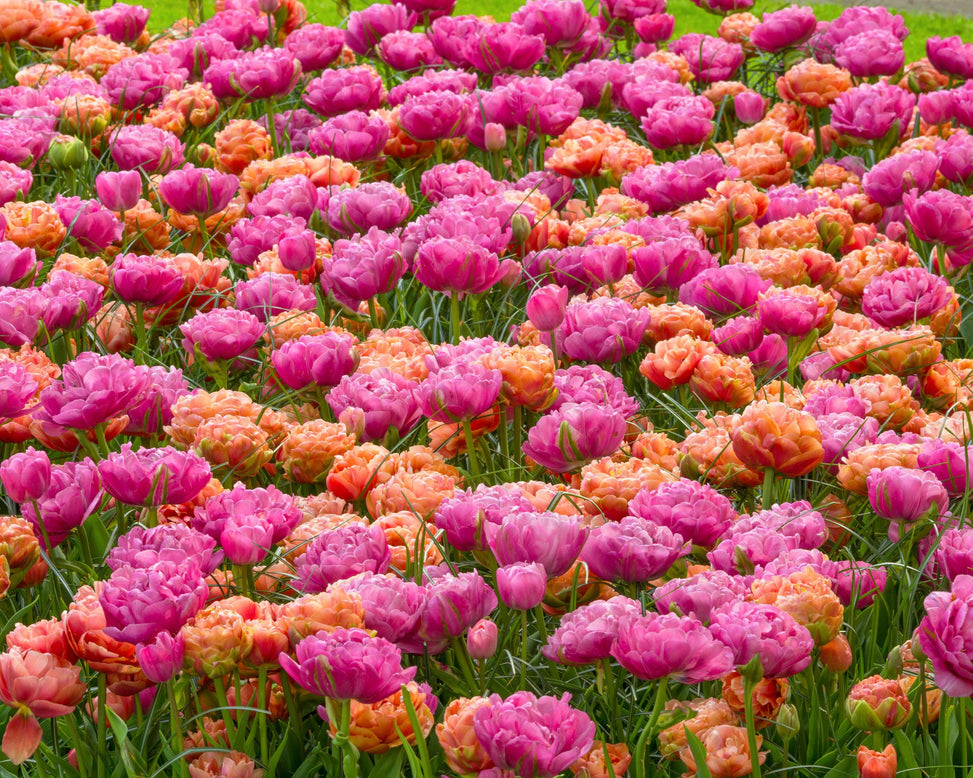 Tulip 'Amazing Grace'