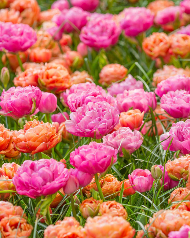 Tulip 'Amazing Grace'
