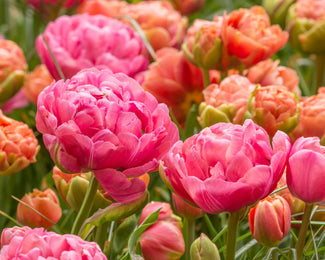 Tulip 'Amazing Grace'