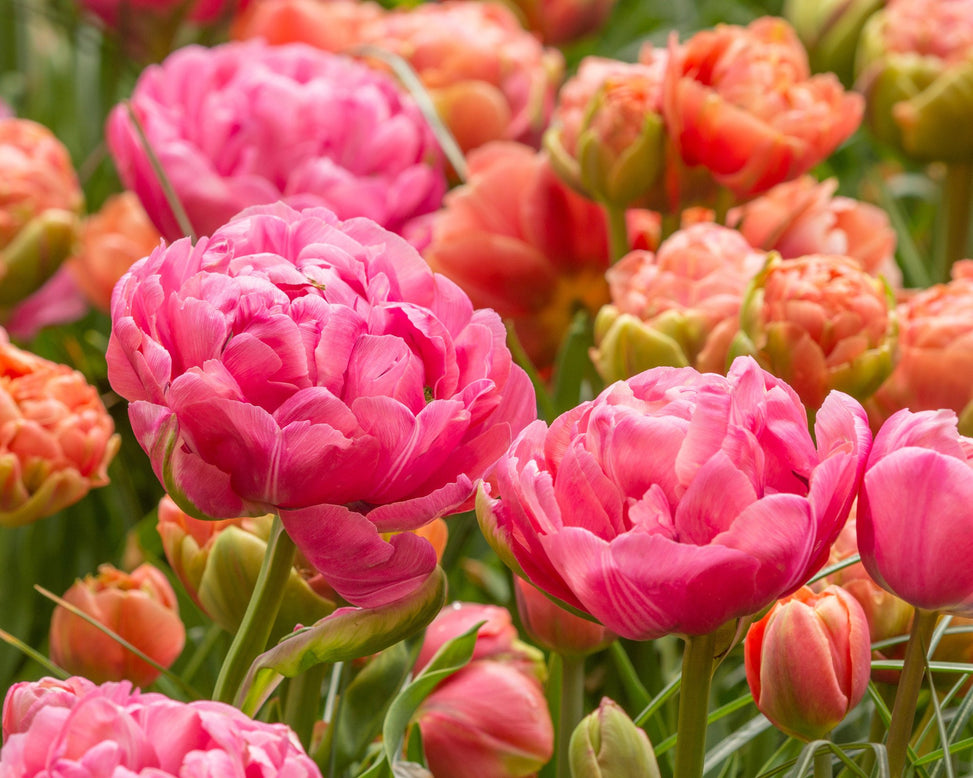 Tulip 'Amazing Grace'