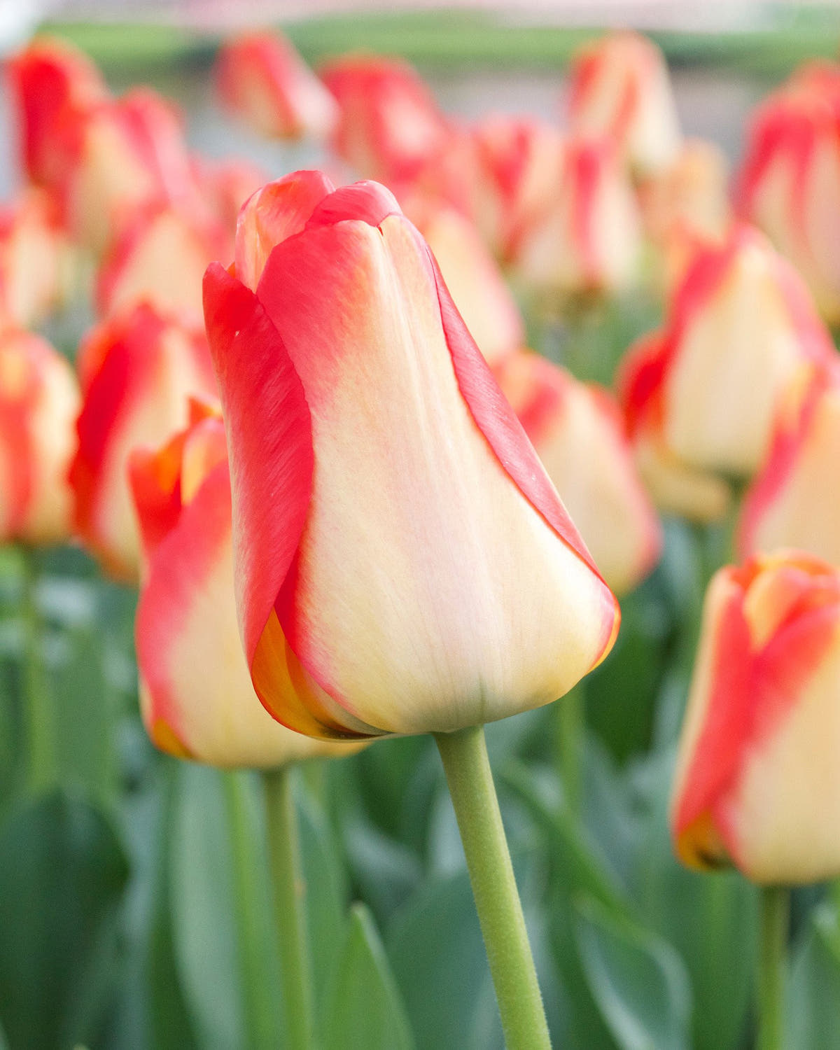Flower BulbsAmerican Dream Bulbs UK - 1