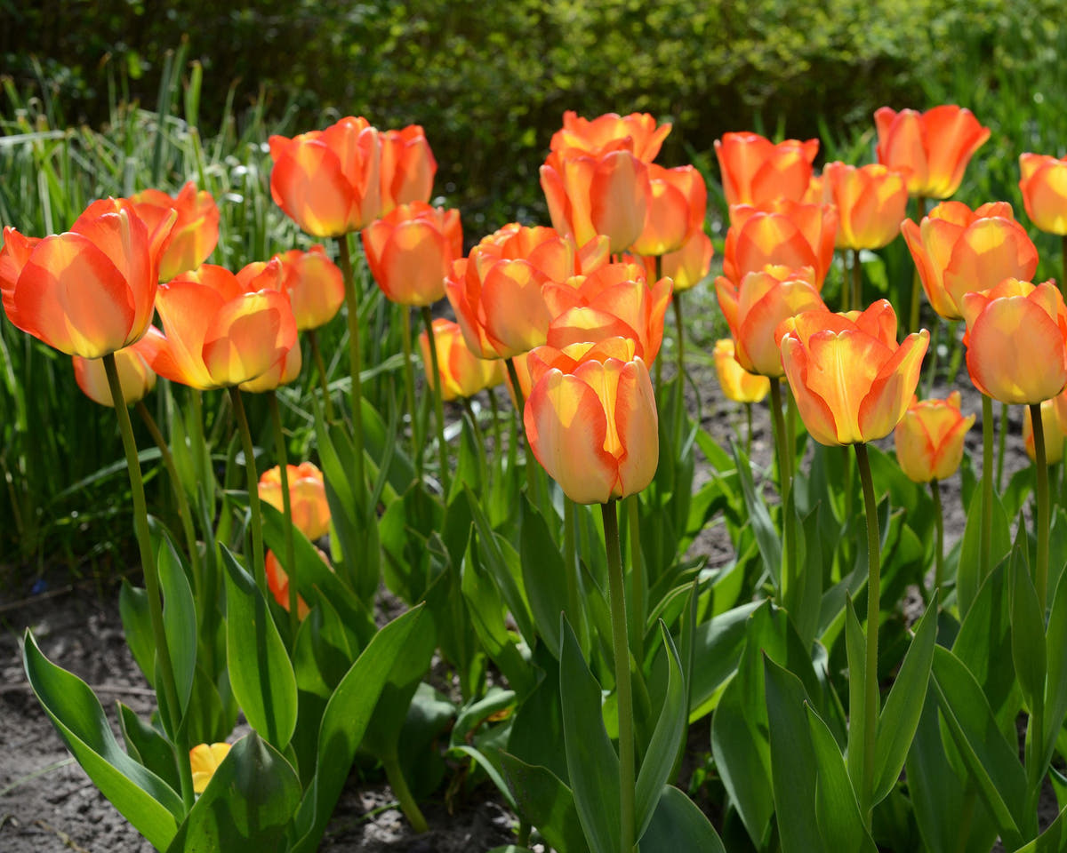 Flower BulbsAmerican Dream Bulbs UK - 2