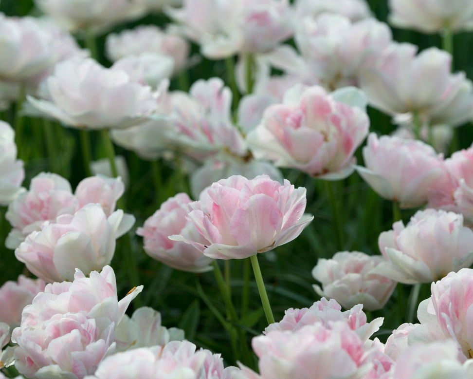 Tulip 'Angelique'